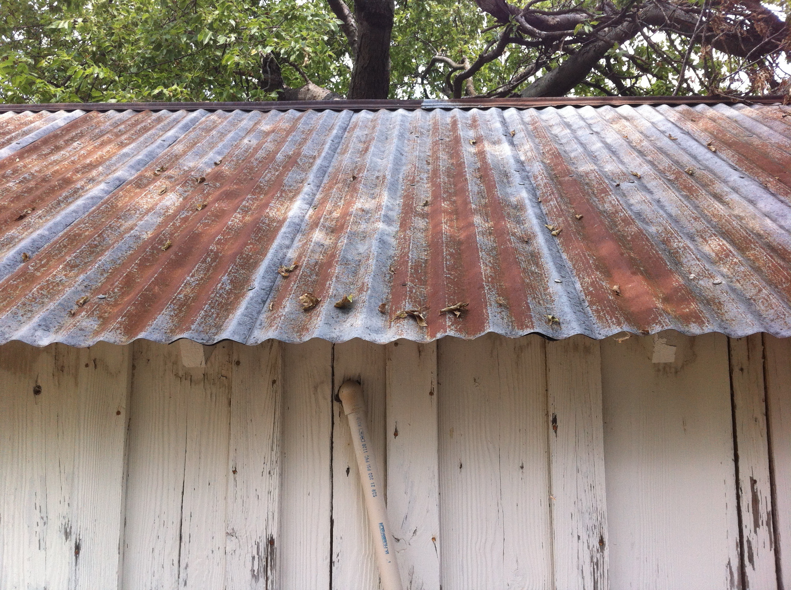  roof of Jamie’s father’s tool shed…….and what was up there